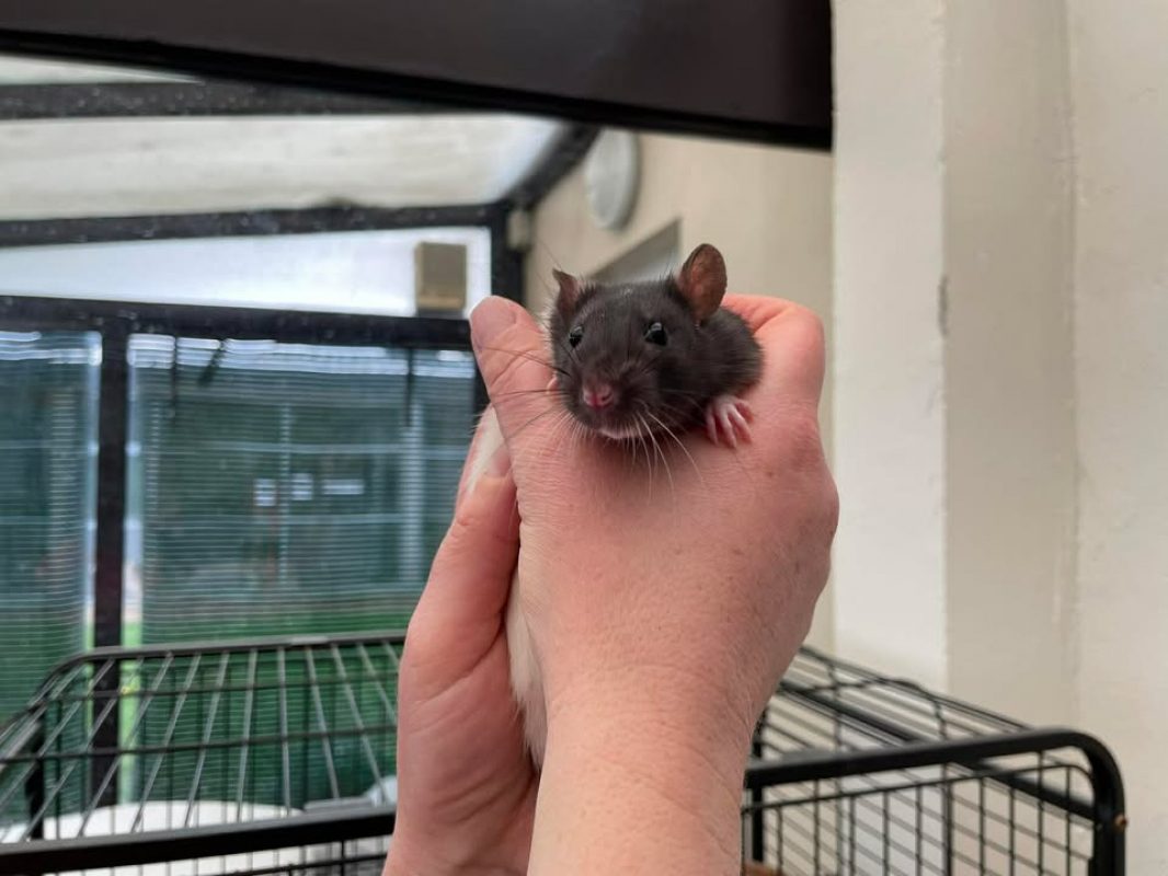 Milo - Rat à adopter à Poulainville (80) - Animaux.fr