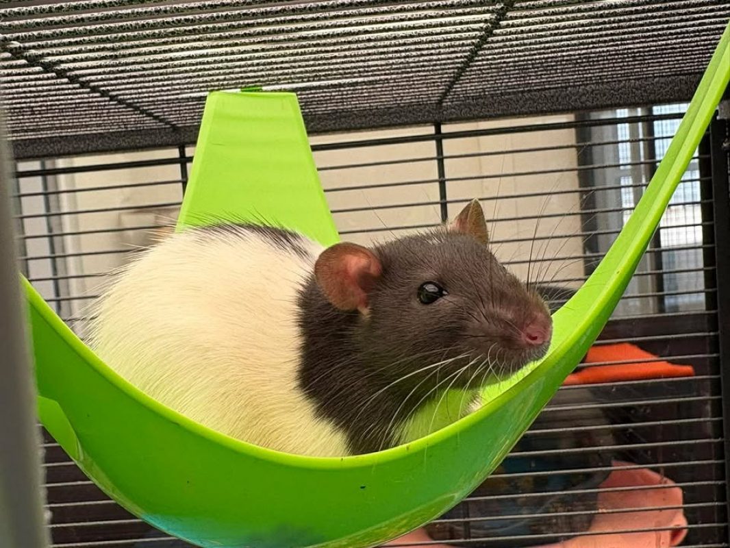 Milo - Rat à adopter à Poulainville (80) - Animaux.fr