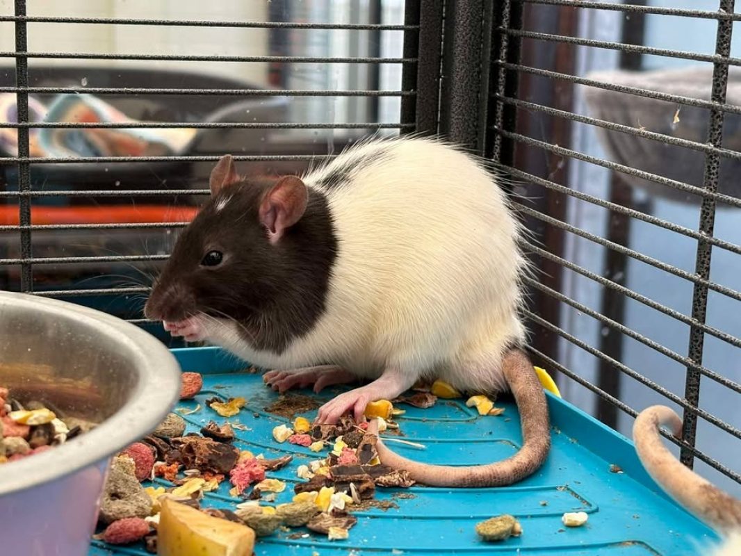 Gamma - Rat à adopter à Poulainville (80) - Animaux.fr