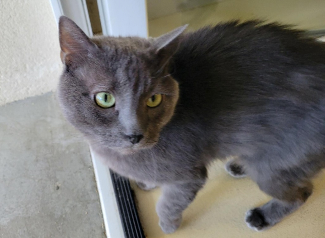 Photo #1 de Petit chat dit petiot