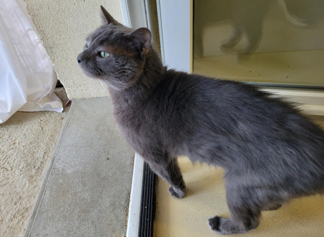 Photo #2 de Petit chat dit petiot