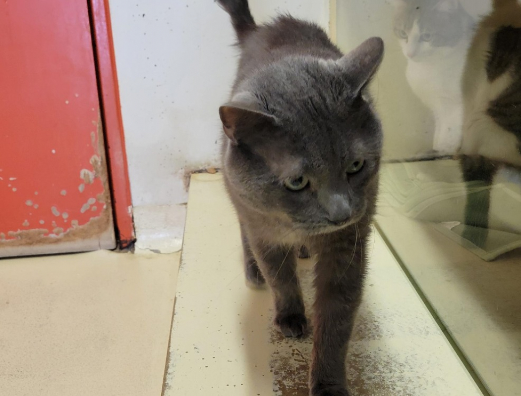 Photo #3 de Petit chat dit petiot