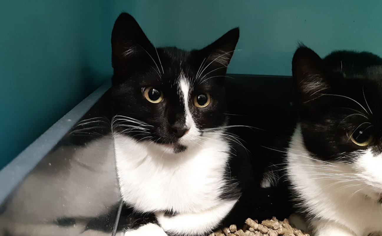 Photo #2 de Chataignier