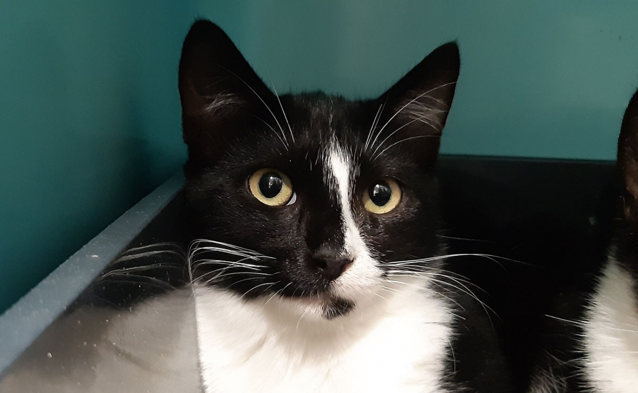 Photo #1 de Chataignier