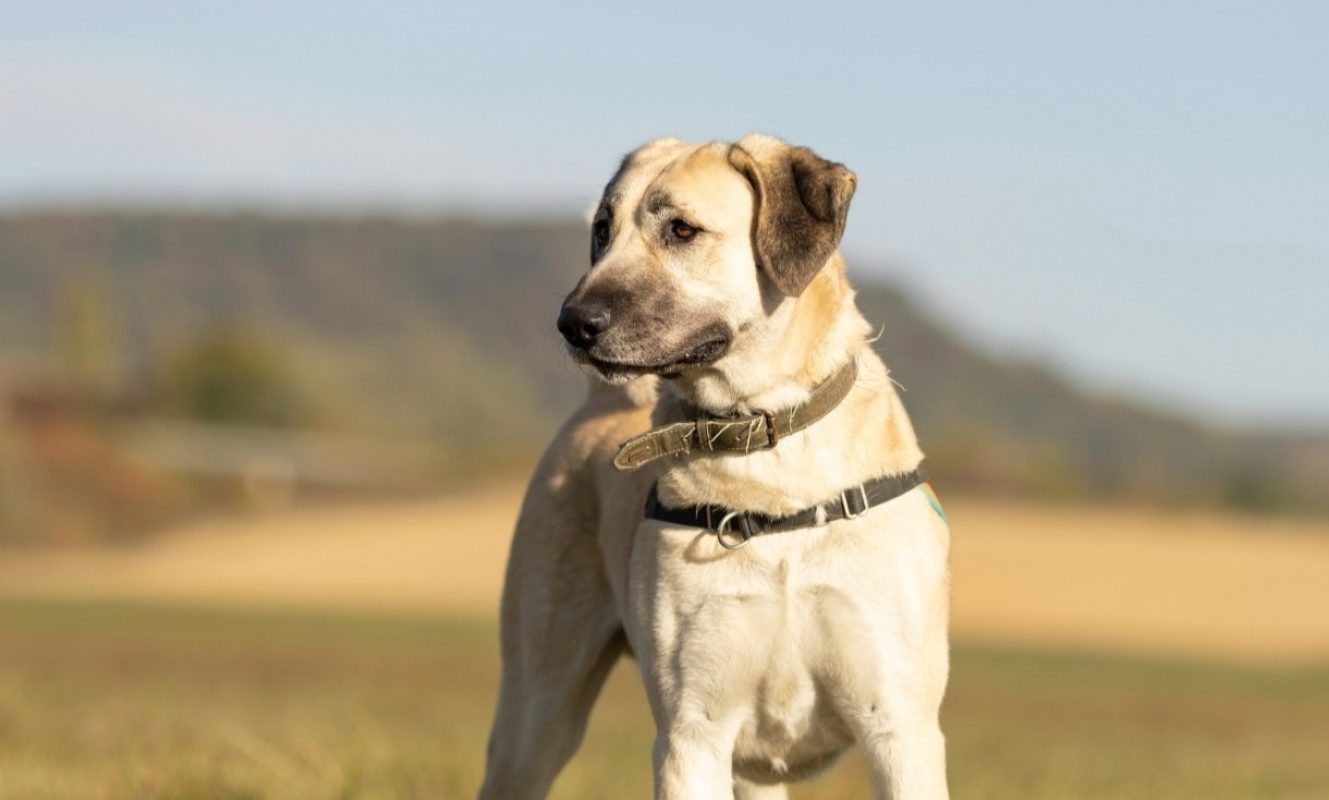 Aspro - Chien Berger d'Anatolie à adopter