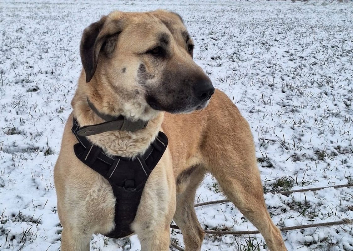 Aspro - Chien Berger d'Anatolie à adopter - photo 4