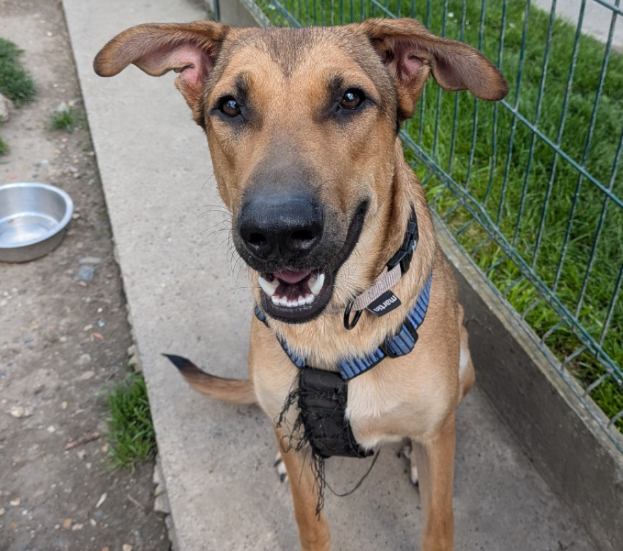 Photo #1 de Thibault