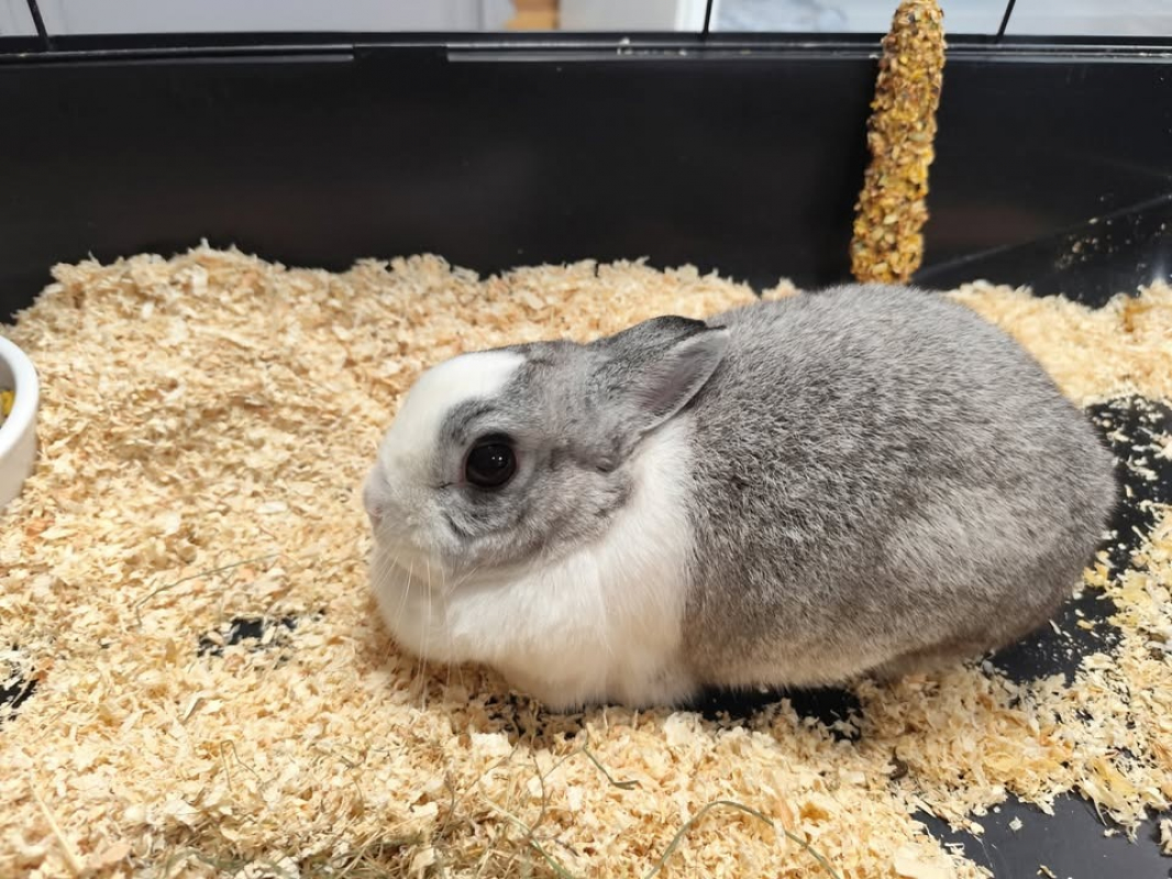 Photo #1 de Germaine