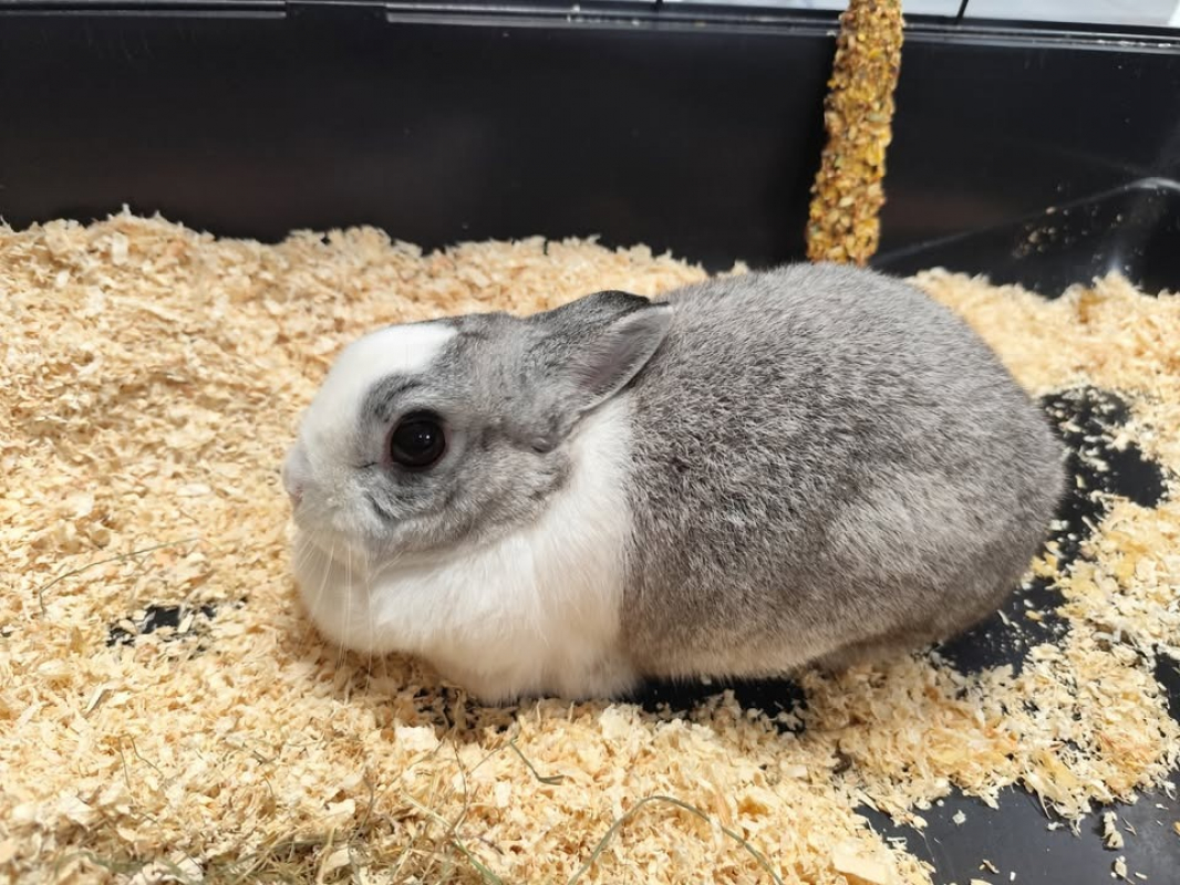 Photo #2 de Germaine