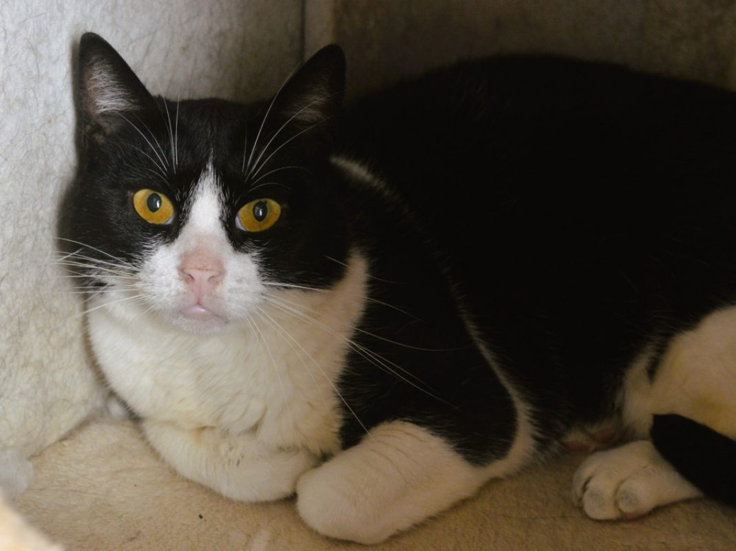 Toulouse - Chat Européen à adopter