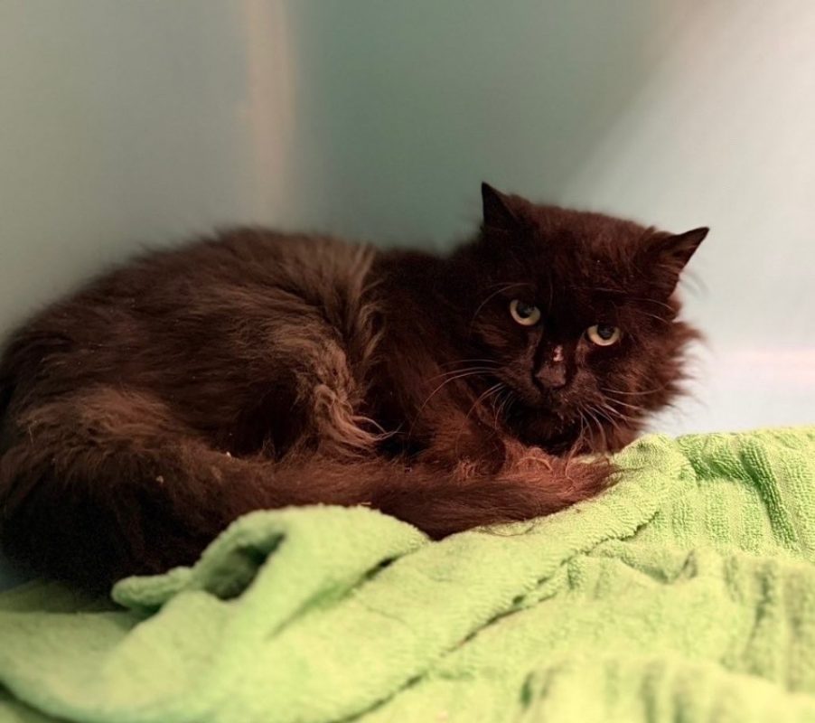 Méléa - Chat Européen à adopter
