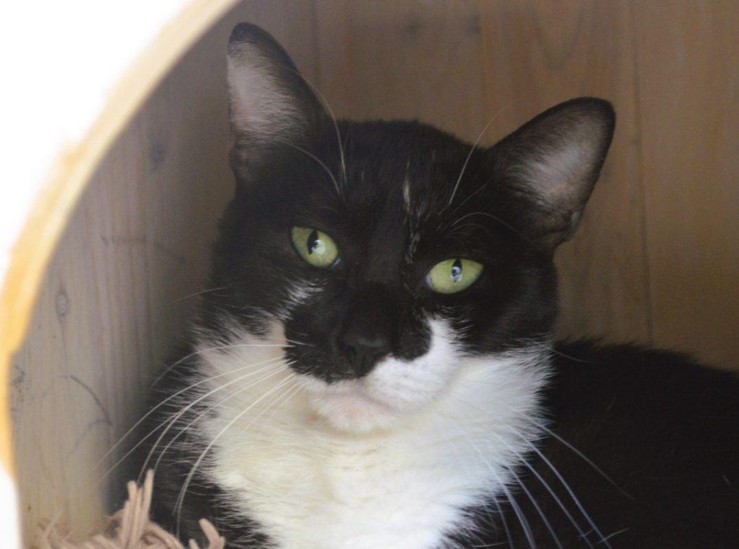 Pulco - Chat Européen à adopter