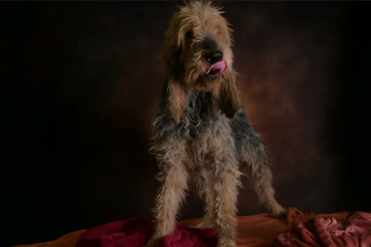 Basil - Chien Griffon Nivernais à adopter