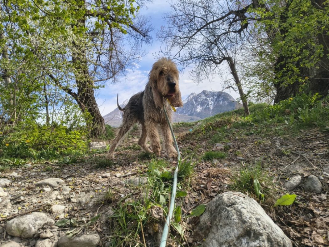 Basil - Chien Griffon Nivernais à adopter - photo 2