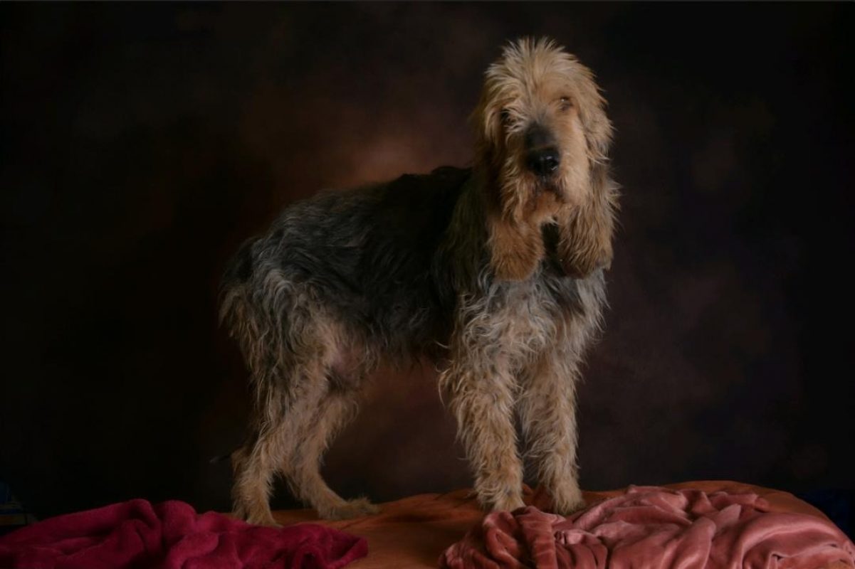 Basil - Chien Griffon Nivernais à adopter - photo 3