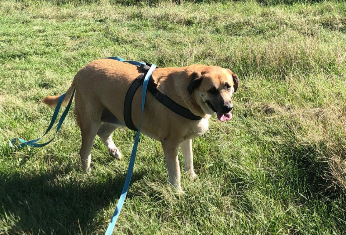 Photo #1 de Lou cnne