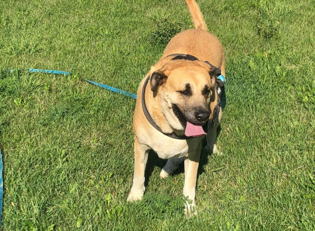 Photo #2 de Lou cnne