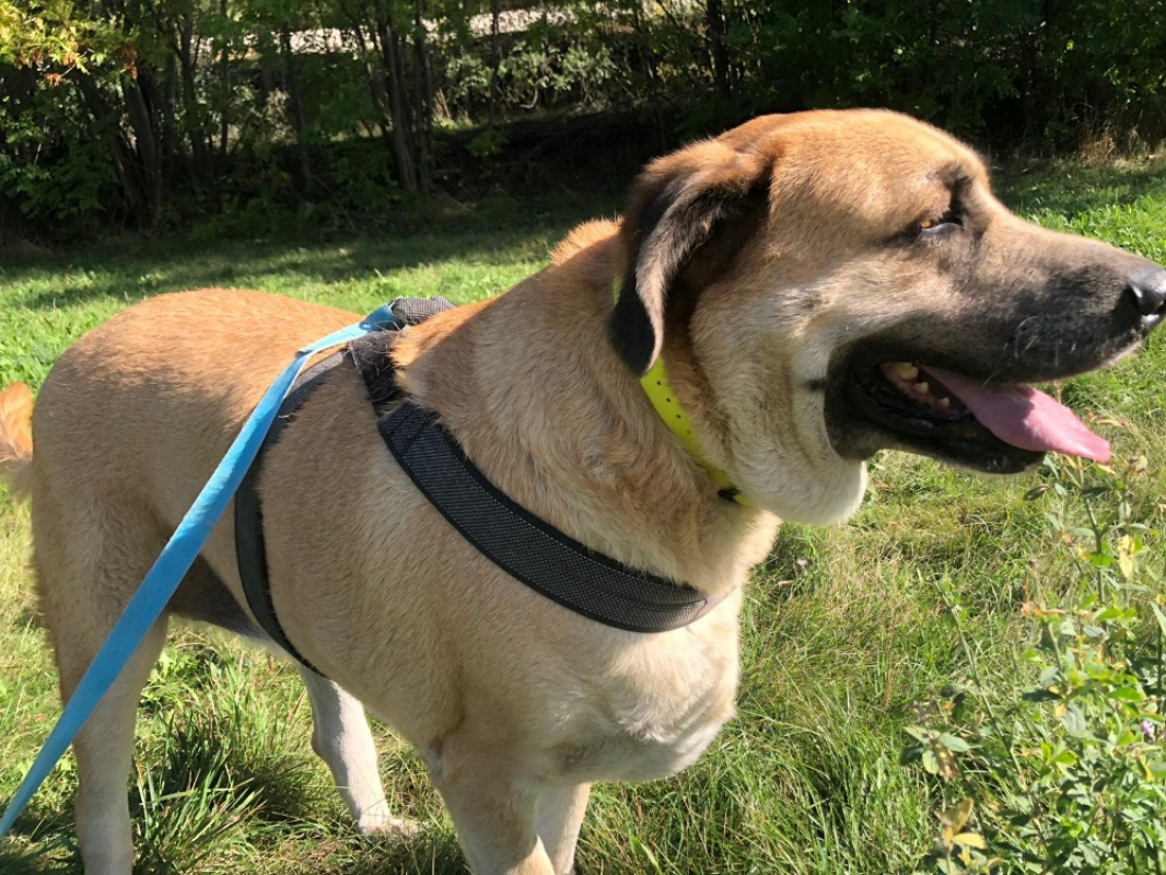 Photo #3 de Lou cnne