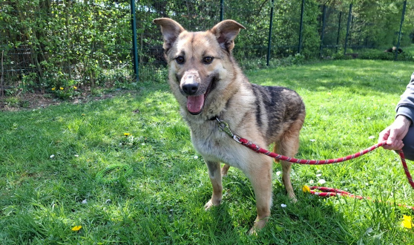 Lyra - Chien à adopter