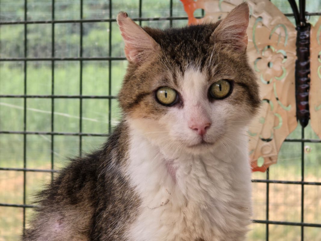 Devil - Chat Européen à adopter