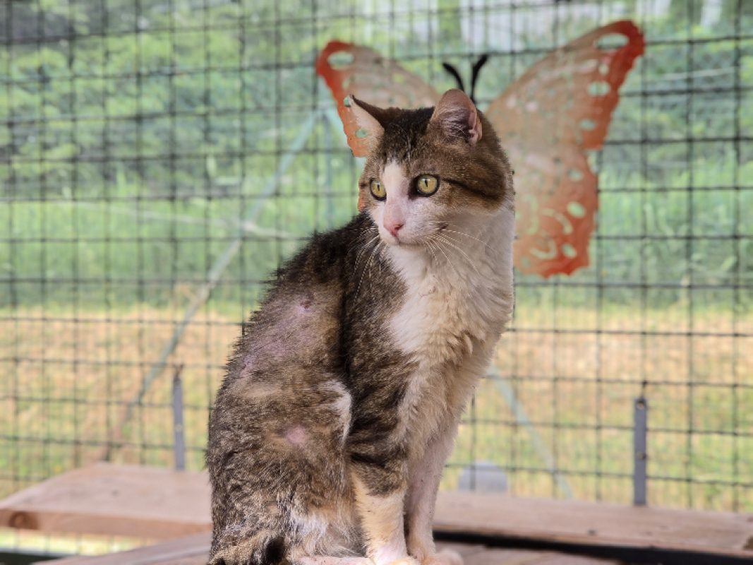Devil - Chat Européen à adopter - photo 3