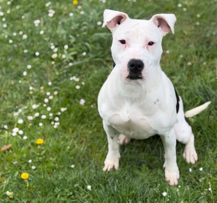 Pipper Rite Pipper - Chien à adopter à Compiègne (60) - Animaux.fr