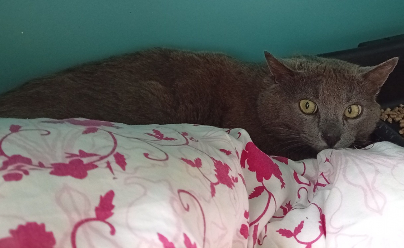 Photo de Dexter