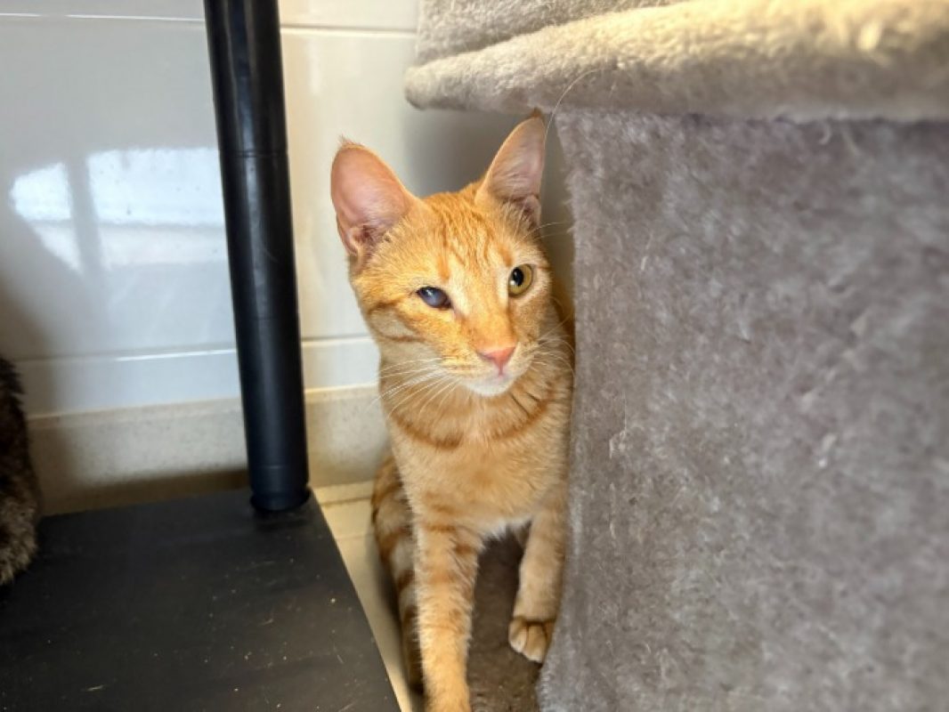 Vaga - Chat Européen à adopter