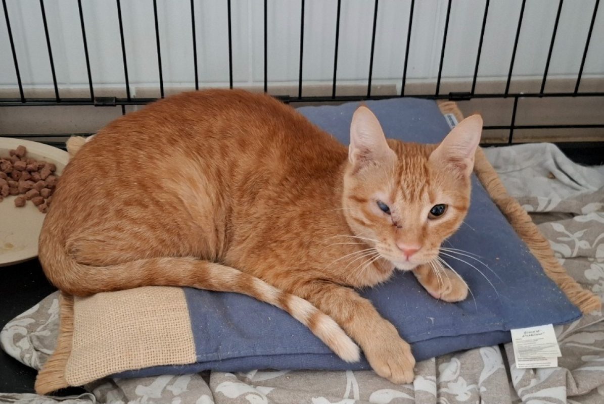 Vaga - Chat Européen à adopter - photo 2