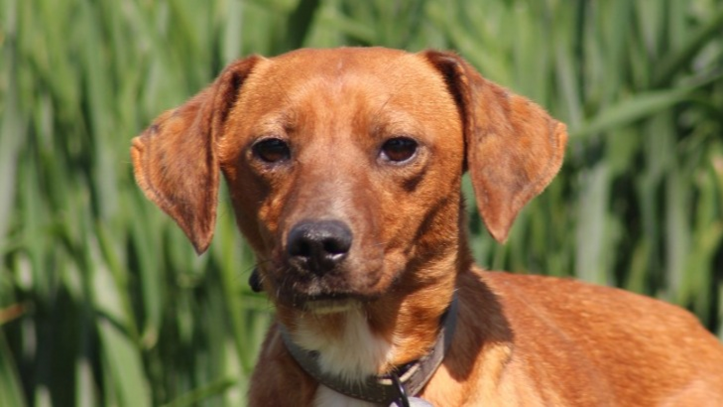 Photo #1 de Ginger