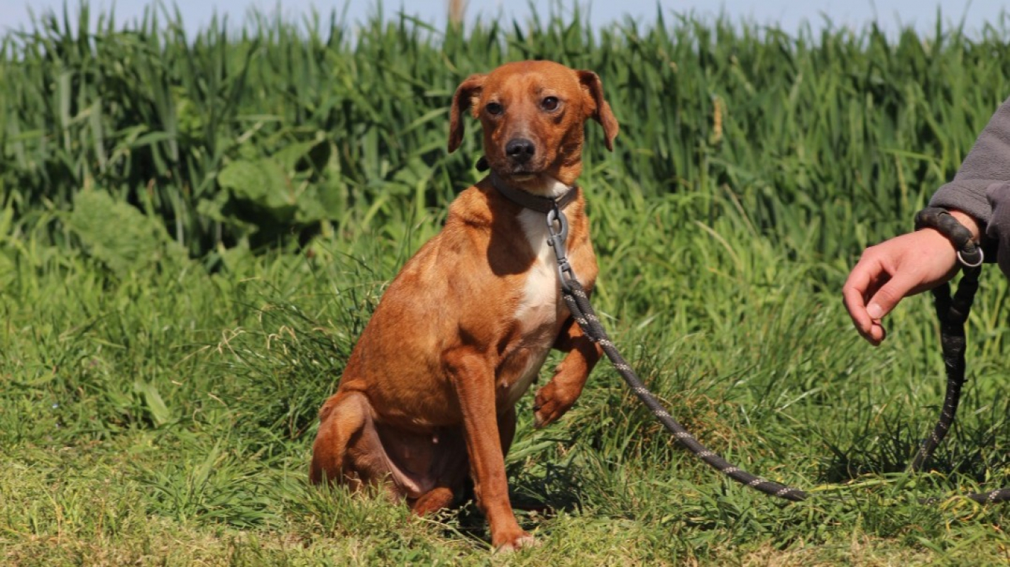 Photo #2 de Ginger