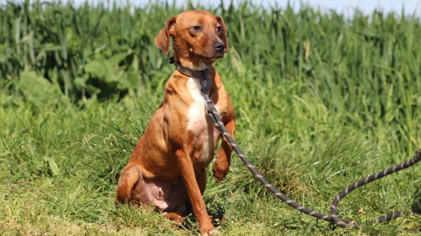 Photo #3 de Ginger