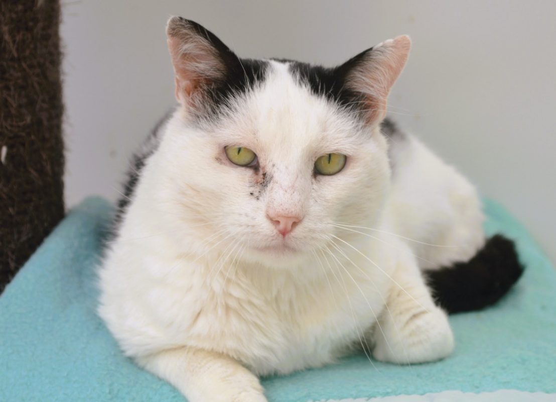Zephyr - Chat Européen à adopter