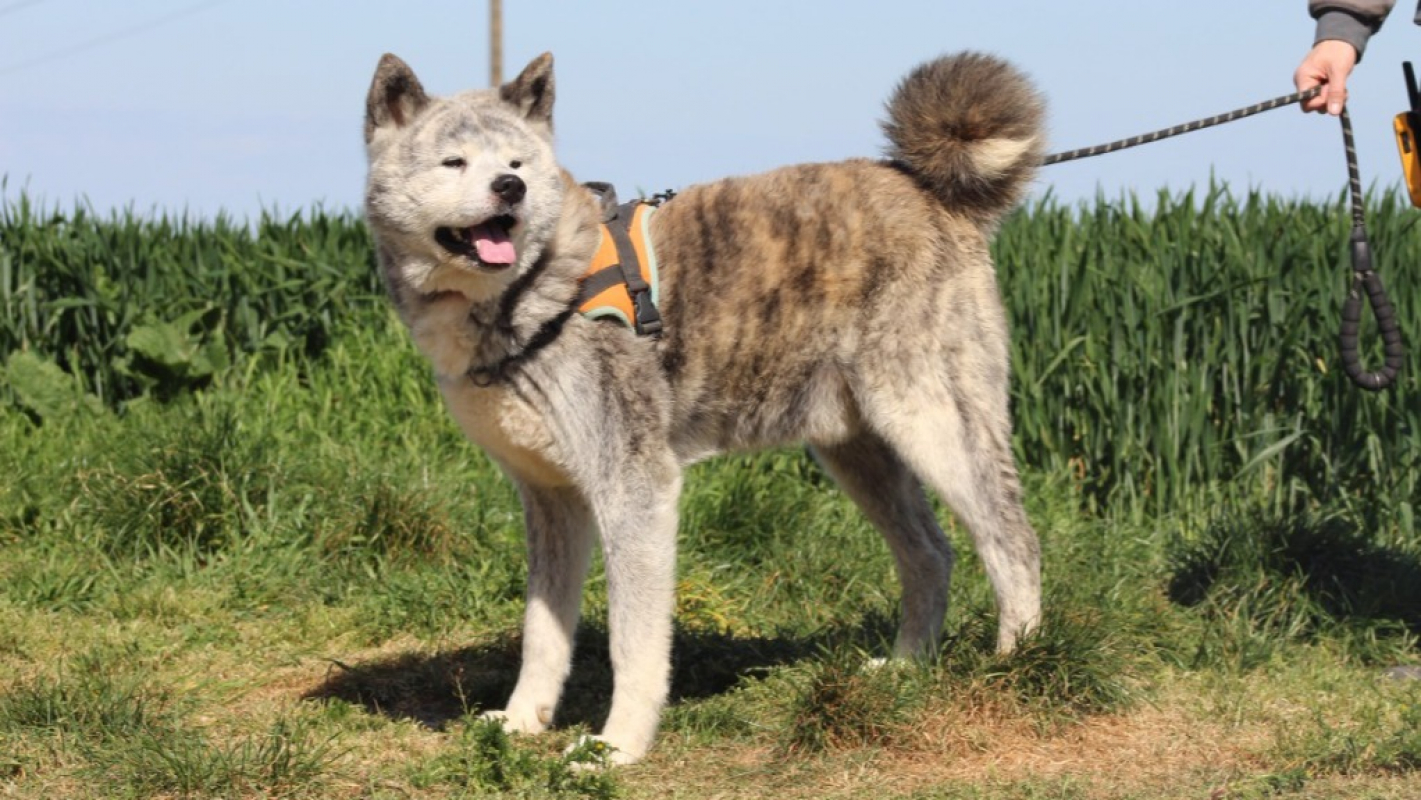 Photo #3 de Osamu