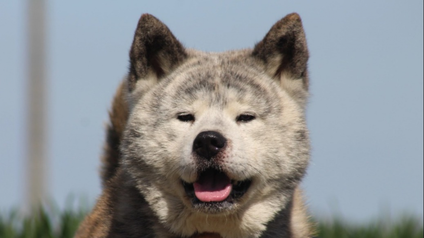 Photo #4 de Osamu