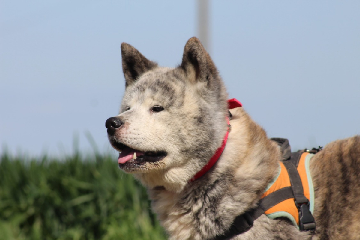 Photo #6 de Osamu