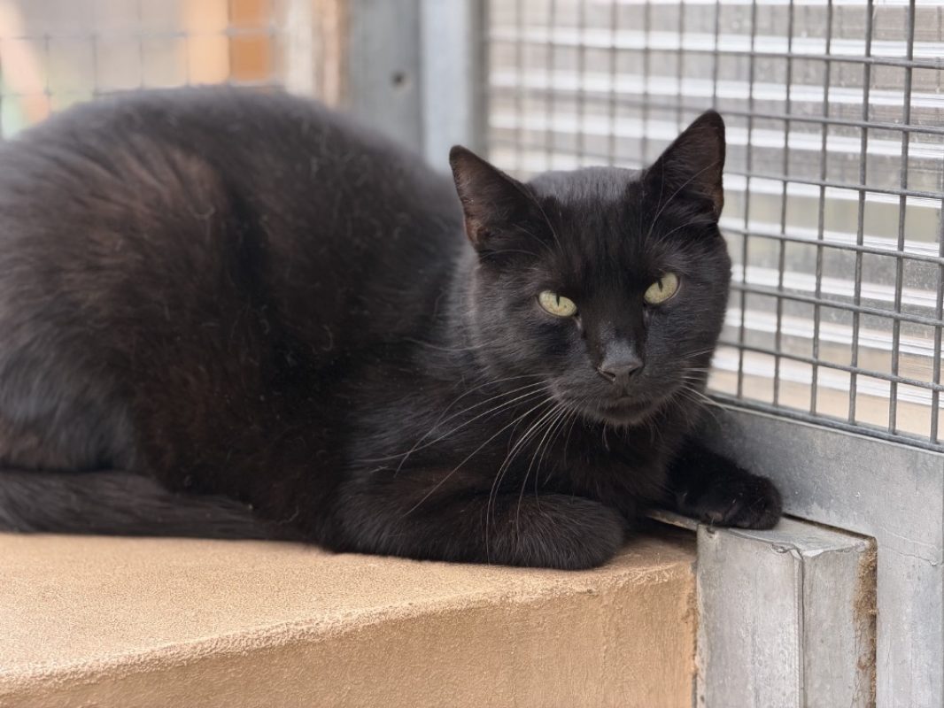 Grassy - Chat Européen à adopter