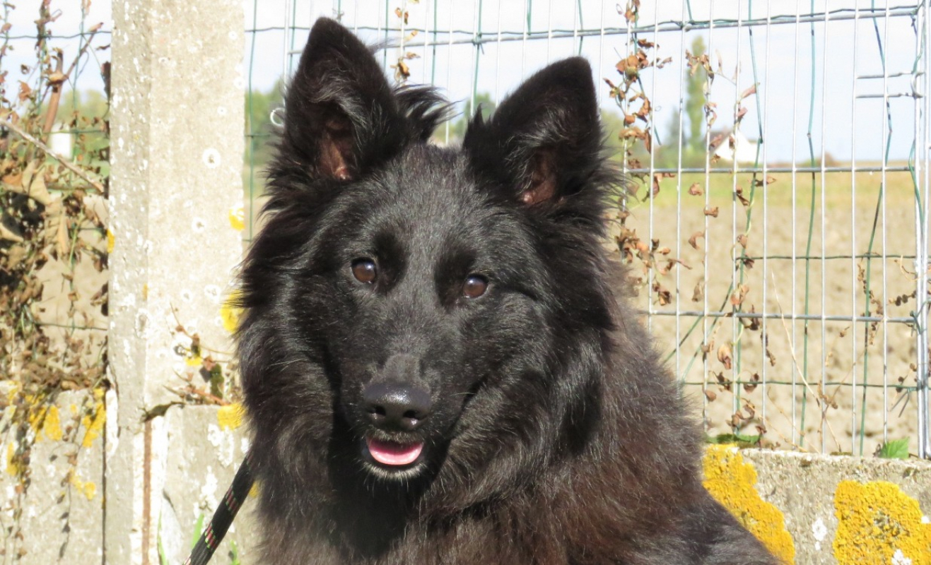 Photo #1 de Chocolat