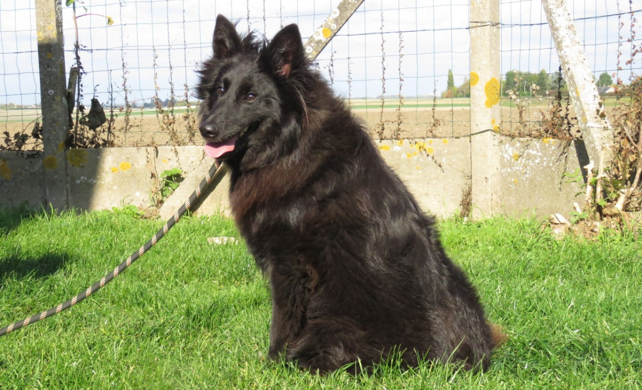 Photo #2 de Chocolat