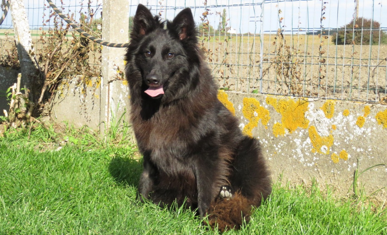 Photo #3 de Chocolat