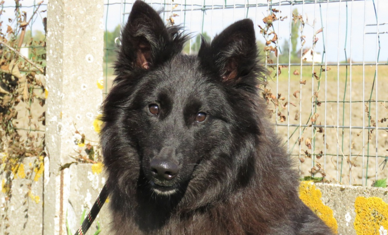 Photo #4 de Chocolat