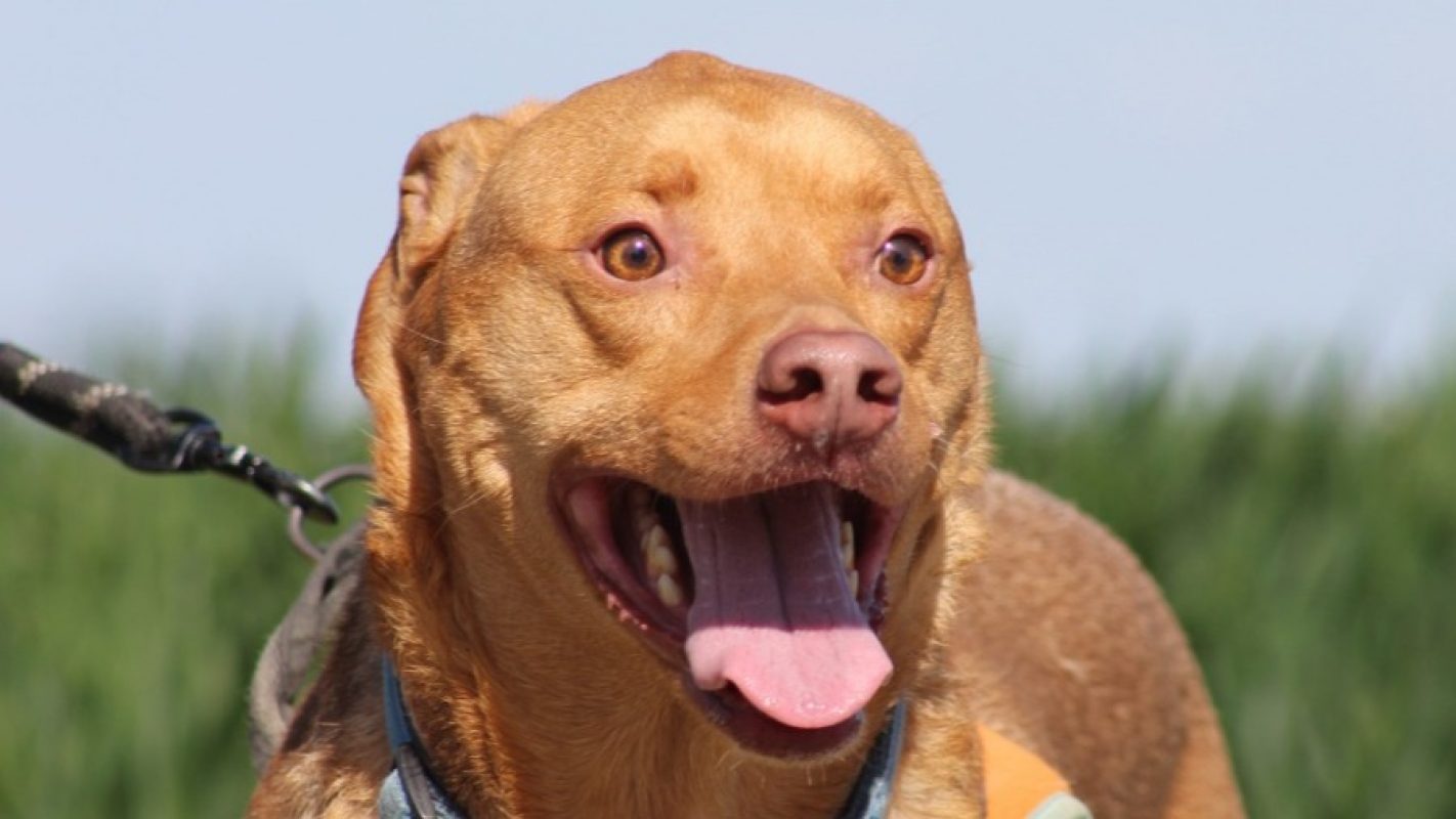 Fushia - Chien à adopter