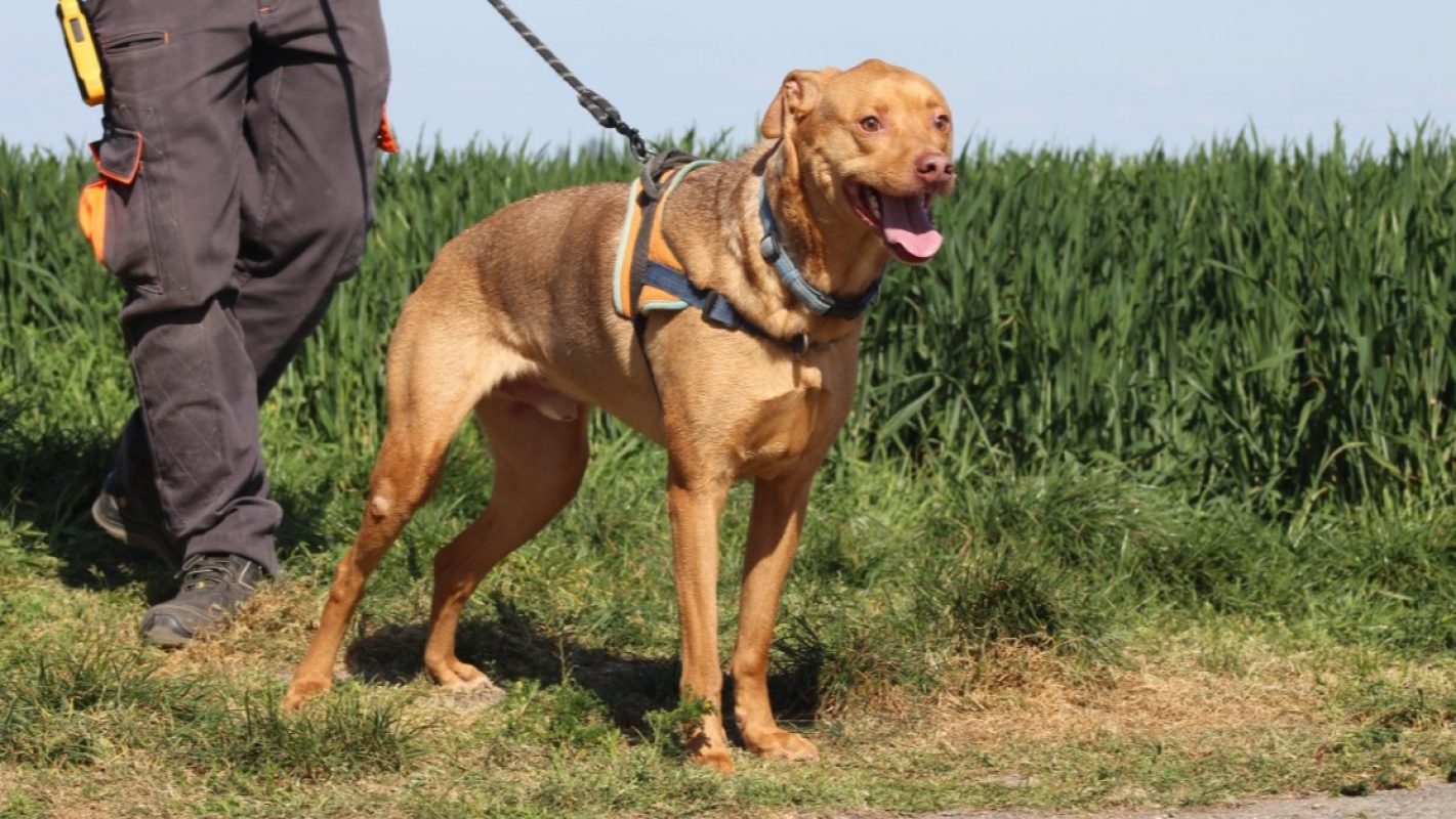 Fushia - Chien à adopter - photo 4