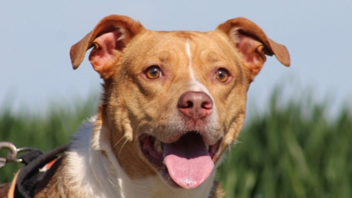 Petunia - Chien à adopter