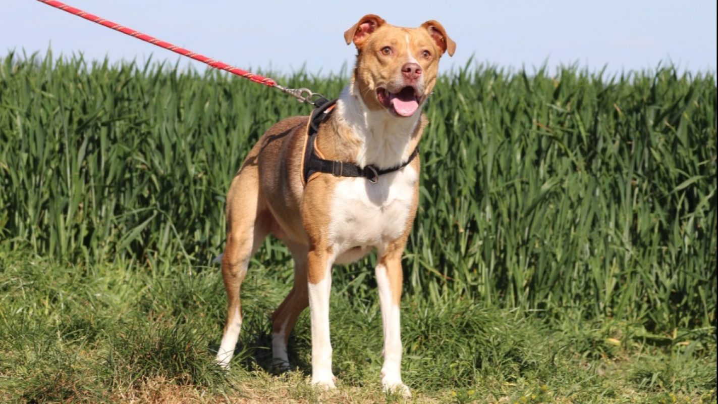 Petunia - Chien à adopter - photo 2