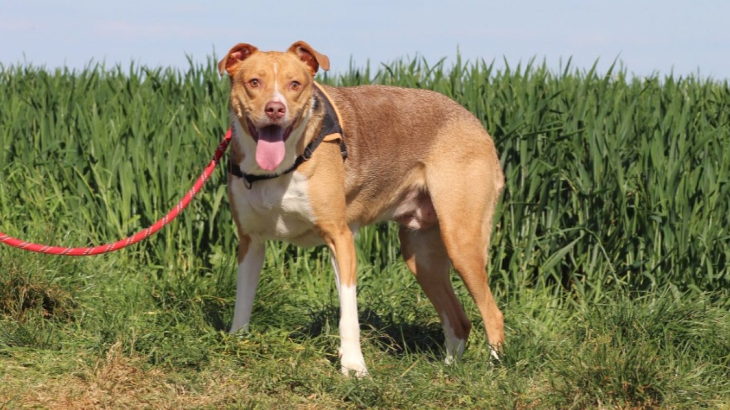 Petunia - Chien à adopter - photo 3