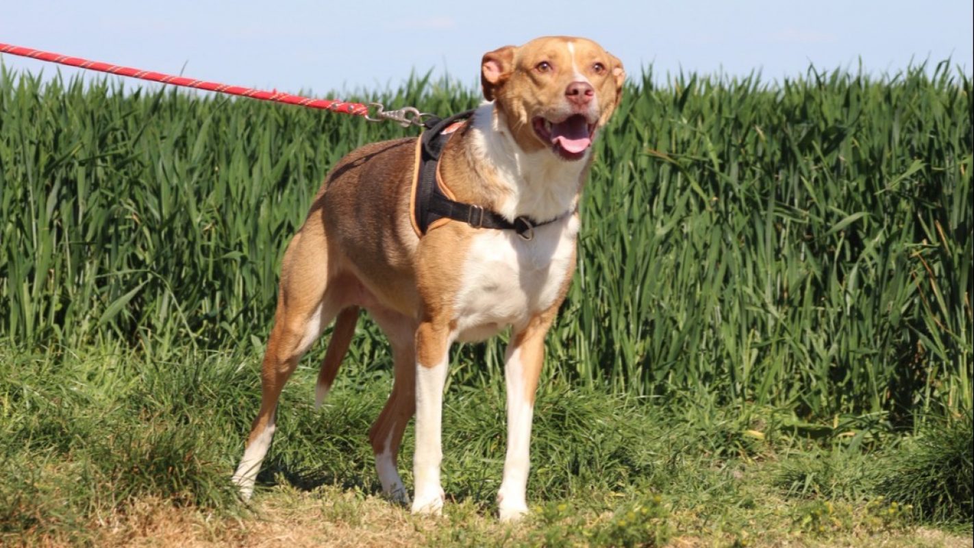 Petunia - Chien à adopter - photo 4