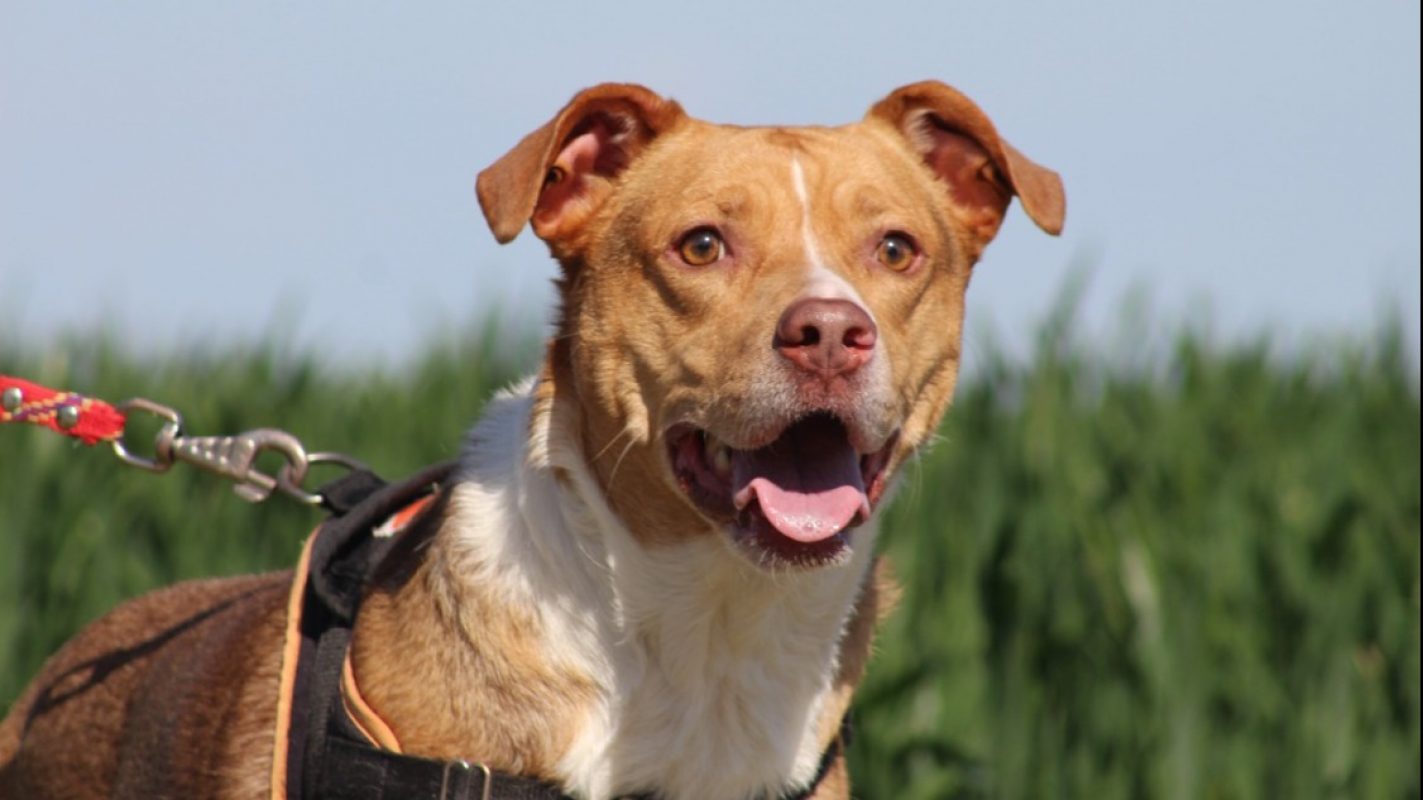 Petunia - Chien à adopter - photo 5