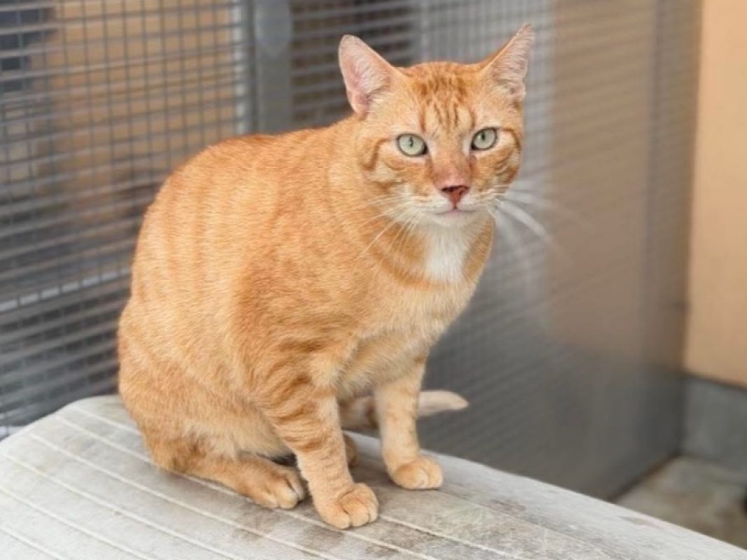 Gaston - Chat Européen à adopter
