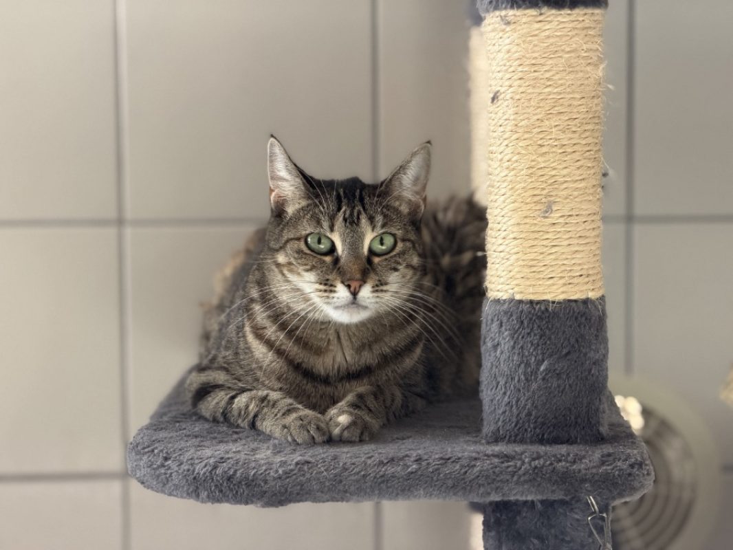 Gina - Chat Européen à adopter